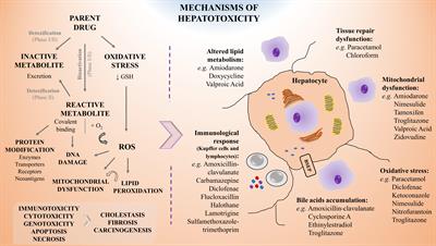 A Critical Perspective on 3D Liver Models for Drug Metabolism and Toxicology Studies